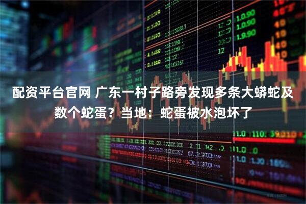 配资平台官网 广东一村子路旁发现多条大蟒蛇及数个蛇蛋？当地：蛇蛋被水泡坏了